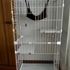 子猫を迎える方に無料で差し上げます