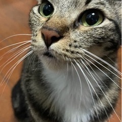 里親さん募集中　