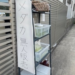 メダカ無人販売