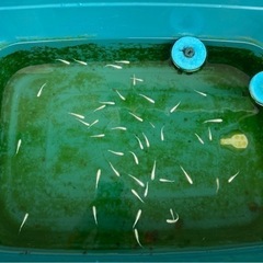 メダカ🐟