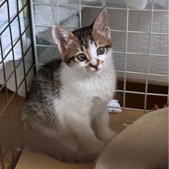 キジシロ　2カ月の女の子　男の子決まりました