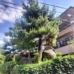 庭木剪定　お願いします