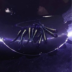 めだか無人販売所オープンしています！
