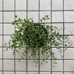 58-ワイヤープランツ D 
の画像