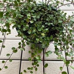 58-ワイヤープランツ D 
の画像