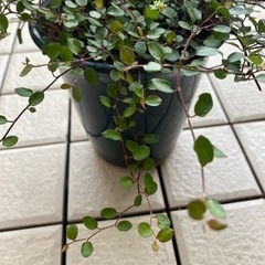 58-ワイヤープランツ D 
の画像