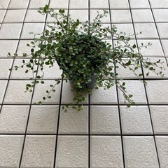 58-ワイヤープランツ D 
