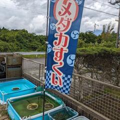 メダカ掬いやってます！　メダカすくい