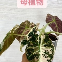  ピンク斑入りブラックベルベットアロカシア 植物