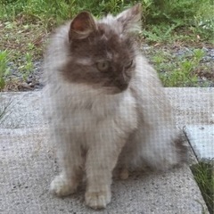 1歳くらいの女の子◇