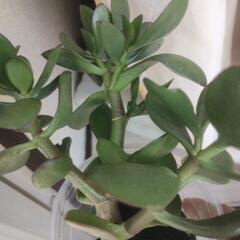 財運の金の木の葉っぱ5枚の画像