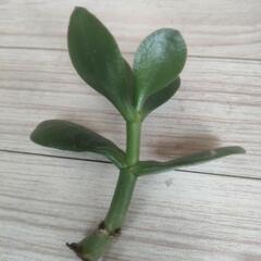 財運の金の木の葉っぱ5枚の画像