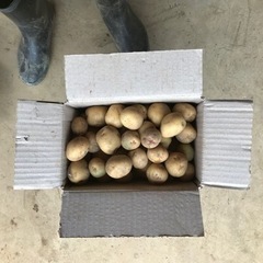 新じゃが3kg　きたあかり　規格外　3kg