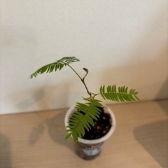 エバーフレッシュ　実生　 観葉植物
