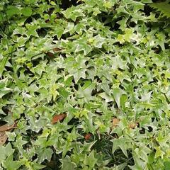 アイビー　挿し木用苗　多数の画像