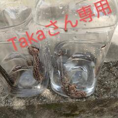 マムシ　天然　生きています