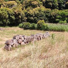 薪（杉の木）の画像