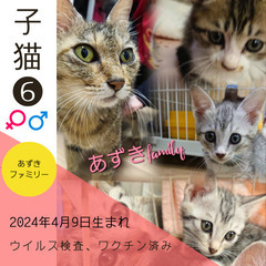 明日‼︎6/16(日)保護猫の譲渡会【太刀洗ドリームセンター】p...