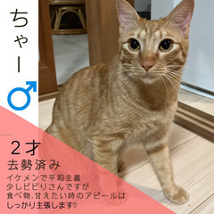 明日‼︎6/16(日)保護猫の譲渡会【太刀洗ドリームセンター】p...