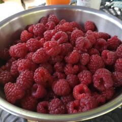 ラズベリー苗木の画像