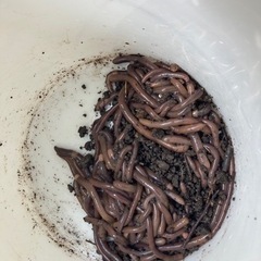 鰻釣り餌　どばミミズの画像