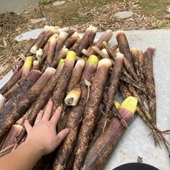 たけのこ　③ 取引き中