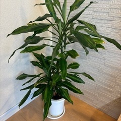 観葉植物 ドラセナ・ジェレ