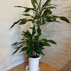 観葉植物 ドラセナ・ジェレの画像