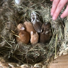 子うさぎ譲ります