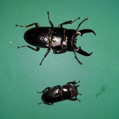 ツシマヒラタクワガタの画像