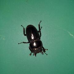 ツシマヒラタクワガタの画像