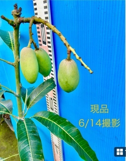 24800円　マンゴー苗【特選　接木苗】