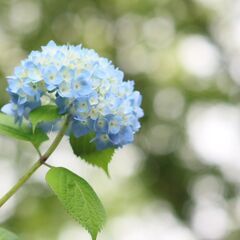 6月22日（土）形原温泉あじさいの里　ライトアップのお知らせ　（東海平日もカメラ部より） - 友達