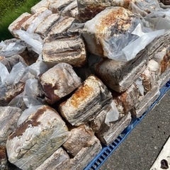 【引き取り限定】きくらげ廃菌床