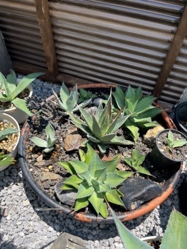 いろんなアガベ