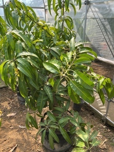 マンゴー苗木【成木】ガーデニング