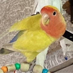 コザクラインコが迷子です