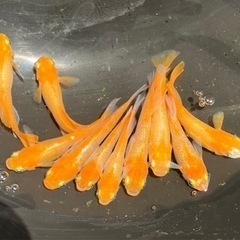 めだか メダカ 紅銀(べにぎん) 2ペア