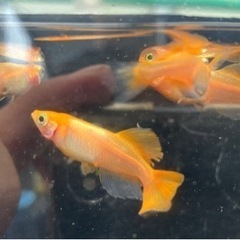 めだか メダカ 紅銀(べにぎん) 2ペアの画像