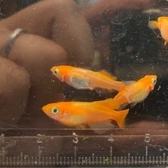 めだか メダカ 紅銀(べにぎん) 2ペアの画像