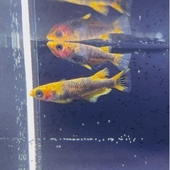 【譲ります】メダカ　五式type R 3ペア+稚魚+ころたまボー...