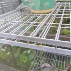 現在取引交渉中です。温室の画像