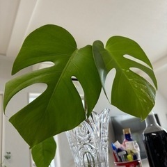 斑入り　モンステラ①生活雑貨 家庭用品 ガーデニングの画像