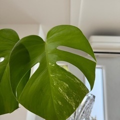 斑入り　モンステラ①生活雑貨 家庭用品 ガーデニング