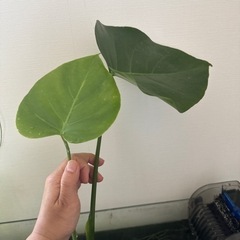 モンステラ①生活雑貨 家庭用品 ガーデニング