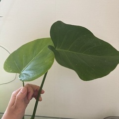 モンステラ①生活雑貨 家庭用品 ガーデニングの画像