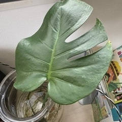 モンステラ②