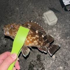 釣り友募集！！！