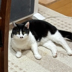 穏やかなハチワレくん