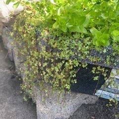 ウォータークローバー（水上葉）
